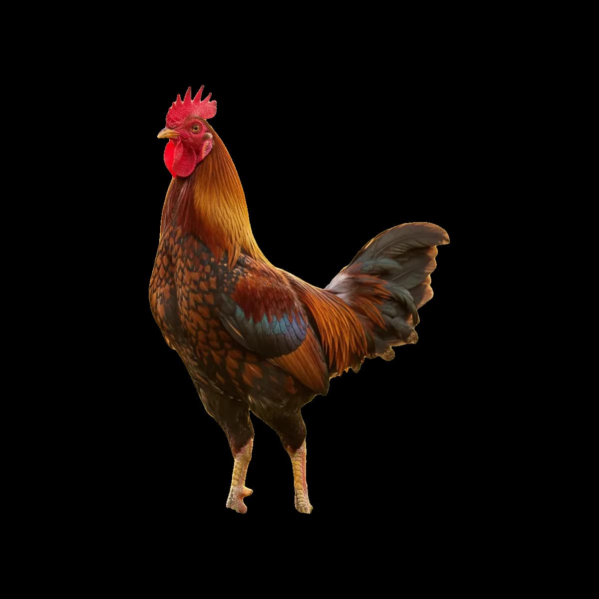 Natu Kodi Live Bird